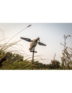 Stampo alzavola maschio ali... 2