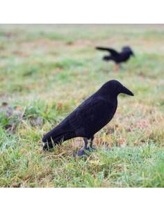 Stampo corvo con zampe 2