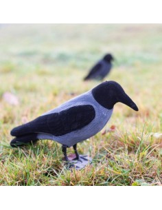 Stampo cornacchia grigia... 2