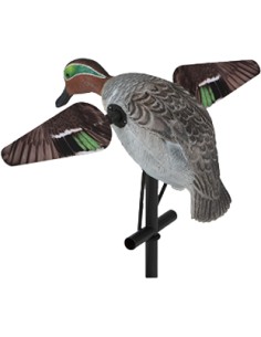 Stampo alzavola maschio ali...