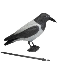 Stampo cornacchia grigia...